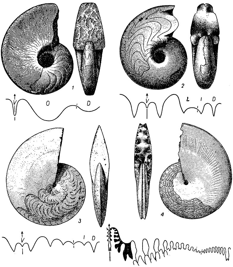 . 204.  Agoniatitida: 1 - Agoniatites ( ); 2 - Manticoceras ( ); 3 - Timanites ( ); 4 - Medlicottia ()