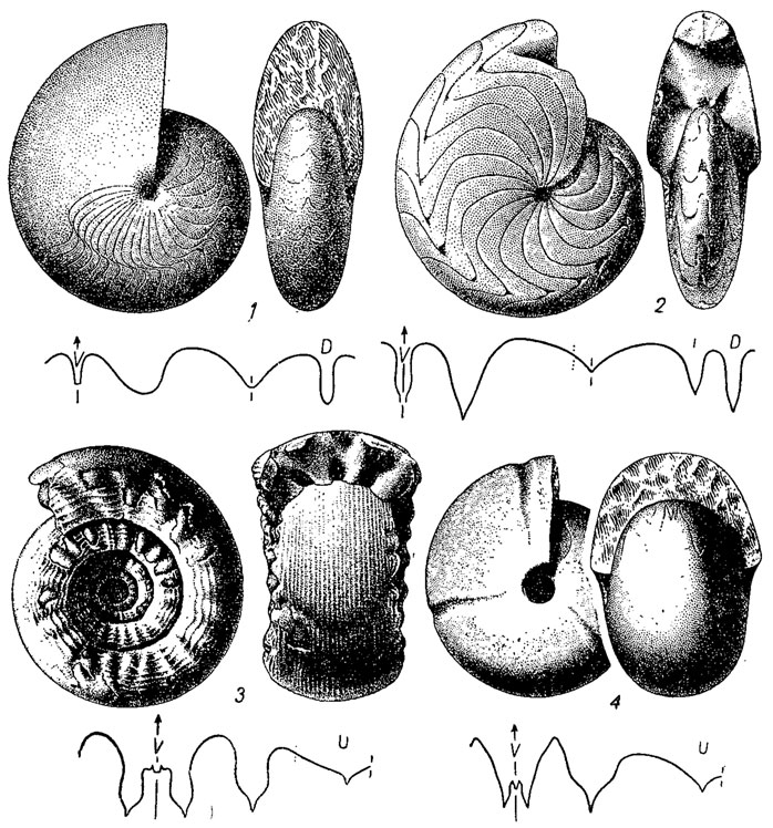 . 205.  Goniatitida: 1 - Tornoceras (); 2 - Imitoceras (  - ); 3 - Paragastrioceras (); 4 - Goniatites ( )