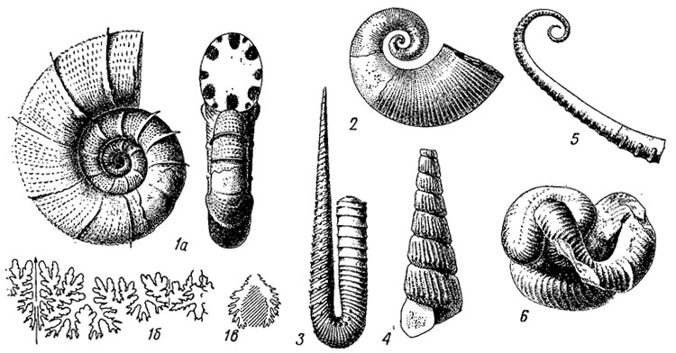 . 209.  Lytoceratida: 1 - Lytocercus (): 1 -   , 1 -  , 1 -  ; 2 - Pictetia ( ); 3 - Hamulina ( ); 4 - Turrilites (); 5 - Anisoceras (); 6 - Nipponites ( )