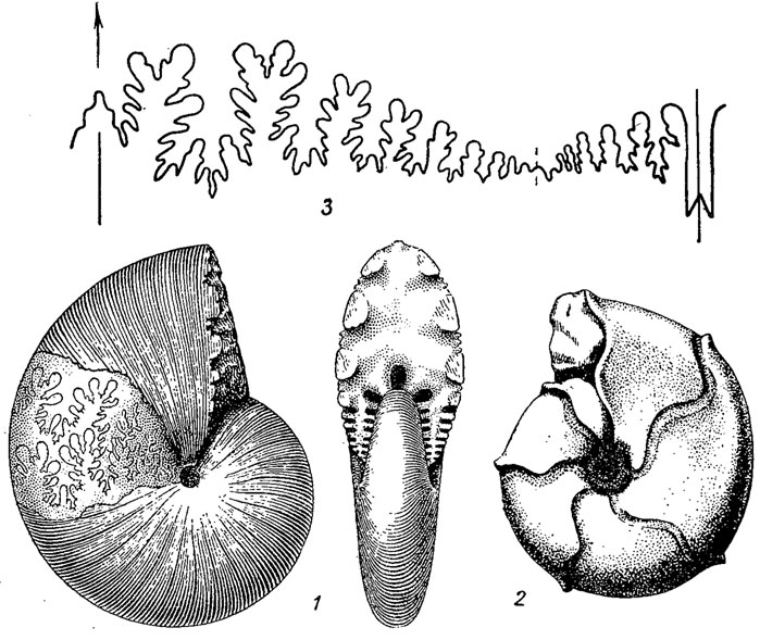 . 208.  Phylloceratida: 1 - Phylloceras ( - ); 2 - Sowerbyceras ( ); 3 -   Salfeldiella ()