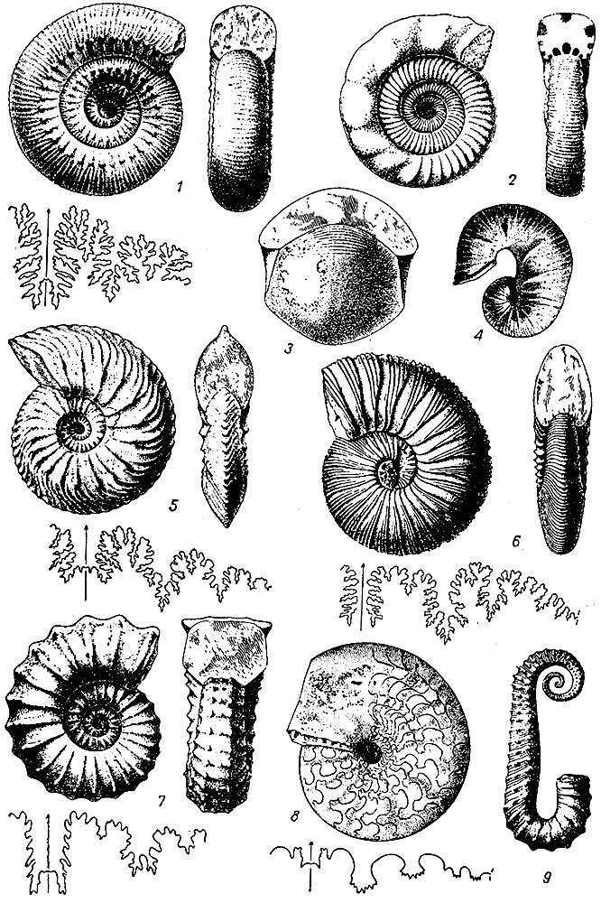 . 210.  Ammonitida: 1 - Stephanoceras ( ); 2 - Perisphinctes ( ); 3 - Cadoceras ( ); 4 - Scaphites (); 5 - Cardioceras ( ); 6 - Virgatites ( ); 7 - Acanthoceras ( ); 8 - Tissotia ( ); 9 - Ancyloceras ( )