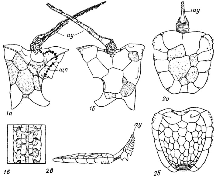 . 256.  Carpoidea: 1 - Ceratocystis ( ): 1 -  , 1 -  , 1 -     Cothurnocystis; 2 - Mitrocystites ( -  ): 2 -  , 2 -  , 2 -  ;  - ,  -  