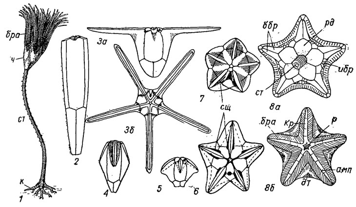 . 262.  Blastoidea,  Fissiculata (1-7)   Parablastoidea (5): 1, 5-6 - Orophocrinus ( ): 1 - ; 2 - Ceratoblastus (); 3,  - Thaumatoblastus (); 4 - Pleuroschisma (); 7 - Polydeltoideus (); 8 - Blastoidocrinus (): 8 -  , 8 -  ;  -  ,  -  ,  - ,  -  ,  -  ,  - '',  -  ,  - ,  -  ,  - ,  -  ,  - 