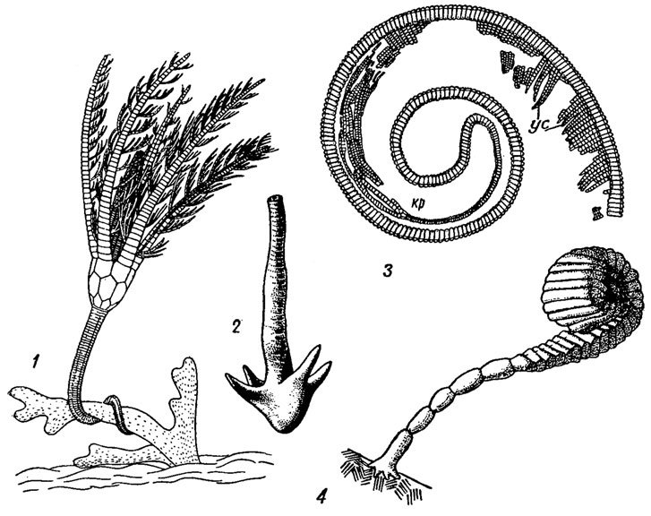 . 266.    : 1 -  Eifelocrinus,     (); 2 - ''  Aticyrocrinus; 3 - -    ()  Myelodactylus,   (); 4 - ,      Ammonicrinus