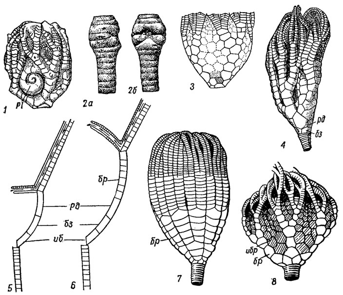 . 271.  Flexibilia: 1 -  Taxocrinus       Platyceras (Pl); 2,  -    ,    (Annelides); 3,8 - Sagenocrinites (),      ()   () ; 4 - Protaxocri- nus (  - ); 5-6 -       ; 7 - Ichthyocrinus ( -  ),      ; ( . . 263)