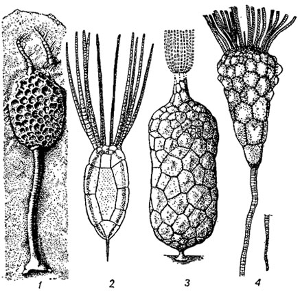 . 273.  Paracrinoidea (1)  Eocrinoidea (2-4): 1 - Comarocystites ( ); 2 - Rhipidocystis ( -  ); 3 - Bockia ( -  ); 4 - Rhopalocystis ( ); (2-4 - )
