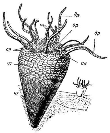 . 275.  Lepidocystoidea: Lepidocystis ( ),  (, 1967);  -  ,  - : ,  -  ,  -  ,  -  