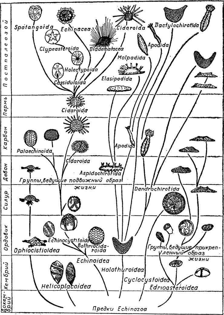 . 277.         Echinozoa (  , 1966)