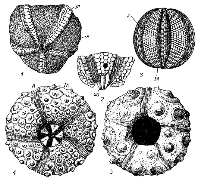 . 284.  Echinocystitoida (1-2), Palaechinoida (3)  Cidaroida (4-5): 1 - Lepidesthes ( - ); 2 - Lepidocentrus ( -  ); 3 - Melonechinus ( ); 4 - Archaeocidaris ( ),  ; 5 - Cidaris (.),  ; : A - , IA - ;  -  
