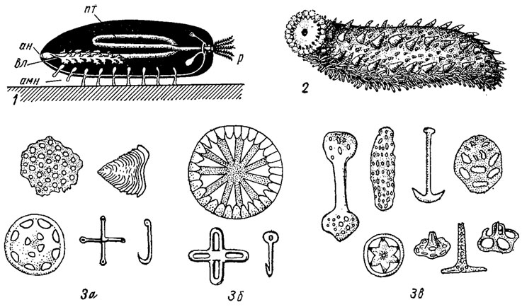 . 292.  Holothurioidea: 1	-   ; 2 -   Stichopus (.); 3 -    (3),  (3)   (3);  -  ,  -  ,  -  ,  -  ,  - 