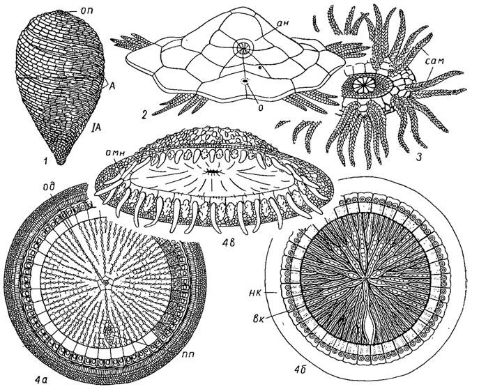 . 293.  Helicoplacoidea (1), Ophiocistioidea (2-3)  Cyclocystoidea (4), : 1 - Helicoplacus ( ), , , 1966; 2 - Volchovia (), , 1940; 3 - Sollasina ( ),  ; 4 - Cyclocystoides (  -  ): 4 -  , 4 -  ,       , 4 -   (, 1972); :  - , IA - ;  -  ,  -   ( ),  -  ,  -  ,  -   (?)   (?),  -  ,  -  ,  - ,  -   