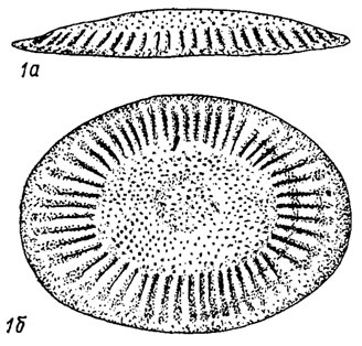 . 294.  Camptostromatoidea: 1 - Camptostroma ( ),  (, 1933): 1 -  , 1 - , 