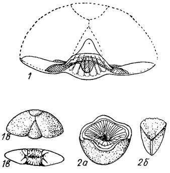 . 295.  Cyamoidea ()  Cycloidea (2): 1 - Peridionites ( ): 1 - , 1,  -  ; 2 - Cymbionites ( ): 2 -  ,   5 , 2 -   