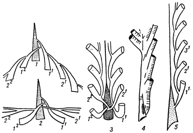 . 307.   .       Axonolipa (1-2)  Axonophora (3-5): 1 - ; 2 - ; 3-4 - ; 5 - ; 11, 12  . . -   ,  