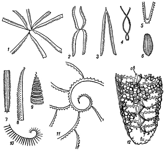 . 309.  Axonolipa (1-6)  Axonophora (7-12): 1 - Dichograptus. ( ); 2 - Tetragraptus ( ); 3 - Didymograptus ( -  ); 4-5 - Dicello grctptus ( ); 6 - Phyllograptus ( ); 7 - Diplograpfus ( -  ); 8 - Monograptus ( -  ); 9 - Spirograptus (); 10 - Rastrites ( ); 11 - Cyrtograptus ( ); 12 - Retiolites ( );  - ,  - 