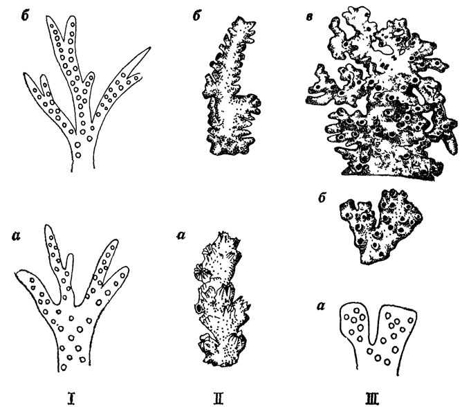 . 13.          .  . . . I -  . Pocillopondae:  ()   Stylopora ( - ),    ()   Seriatopora ( - ), II -  . Stylinidae: a -    taradendron ( ),   ()   Enalloheha (  -  ), III -  . Oculinidae:  ()   Diblasus ( )    ()  Diplohelia ()      ()   Neohelia ( - )