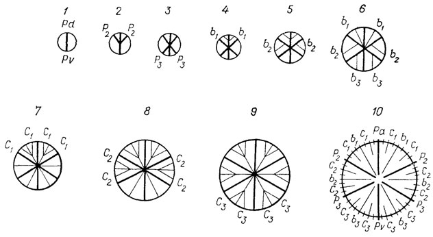 . 44.      Turbinolia sulcata Lam. ,  , . .  . . 1 -     (Pd-Pv) - ,    , 2 -      (2)  3 -    (3), 4 -       (b1), 5 -      (b2)  6 -      (b3), 7 -          (C1), 8 -     ,     (2)  9 -     , 10 -             ,  24  ,    24   ()   ,     