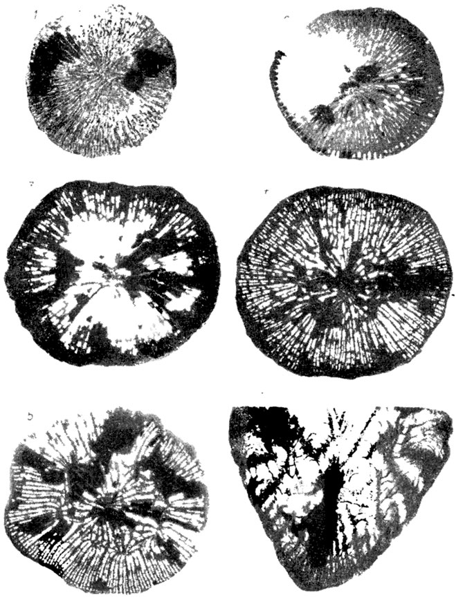 . 46.    Monocyclastraea alpina (Koby).  ,  -, . ;  .  . . . 1 -   , . 4; 2 -  10       ,           -  , . 4; 3 -        ,        , . 2; 4 -                 , . 2; 5 -        , . 2; 6 -    , . 5