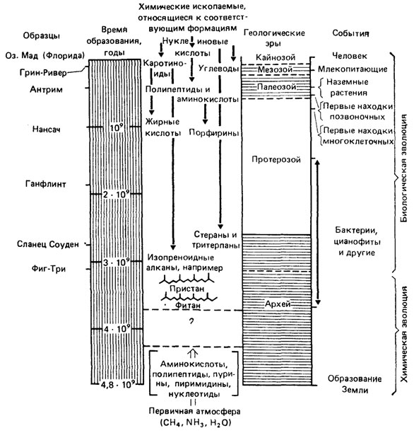 Курсовая работа: Молекулярная палеонтология и эволюционные представления о возрасте ископаемых останков