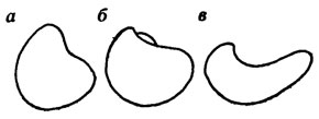 . 126.      Liostrea - .  . . .  - L. delta (Smith)  ;  - L. praeanabarensis (Zakh.)   ;  - L. anabarensis Bod.  