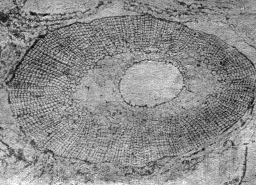 Рис. 2. Анатомическое строение корня каламита (древовидного хвоща), жившего около 250 миллионов лет назад (шлиф при рассматривании в микроскоп)