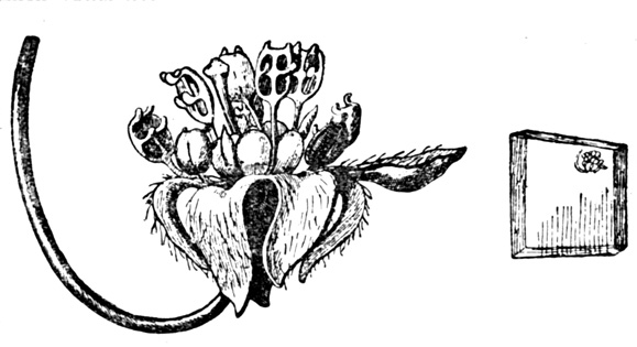 Рис. 3. Цветок корицы, сохранившийся в янтаре (справа), увеличенный цветок (слева)