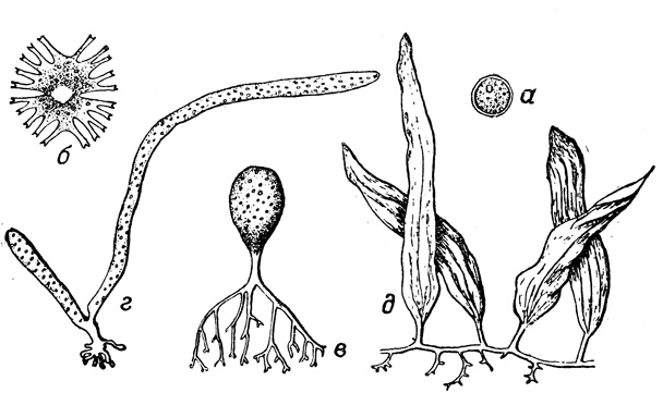 Рис. 14. Расчленённость тела у одноклеточных водорослей: а - шарообразная форма у протококка; б - лопастная форма у микростериас; в- с ризоидами у ботридиум, гид - у сифонниковых; нитчатая форма - у вошерии (2) и тело, расчлененное на листоподобные, стеблеподобные и корнеподобные органы, у каулерпы (д) (а, б- сильно увеличены, в, г - слабо увеличены, д - уменьшено)