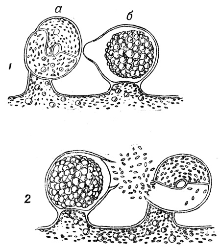 Рис. 18. Половые органы у водоросли вошерия: а _ антеридий, б - оогоний (1) и процесс оплодотворения (2)