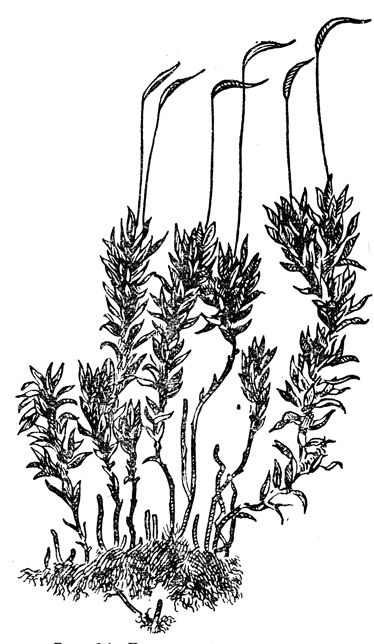 Рис. 24. Листостебельный мох