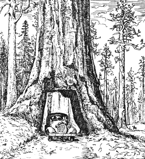 Рис. 37. Лес из мамонтовых деревьев (секвойя) в Калифорнии
