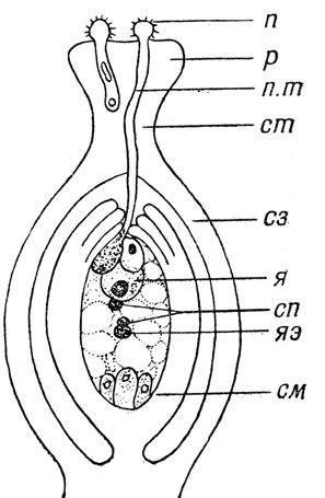 Рис. 41. Пестик покрытосеменного растения и оплодотворение при помощи пыльцевой трубки (схема): р - рыльце; cm - столбик; сз - стекка завязи; см - семяпочка; п - пылинка, проросшая на рыльце; п.т-пыльцевая трубочка; я - яйцеклетка; яэ - ядро центральной клетки зародышевого мешка; сп - спермоклетки