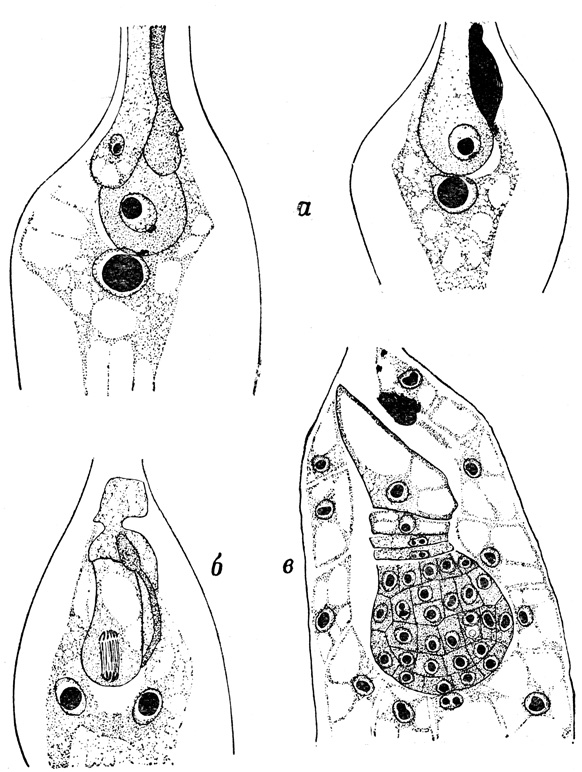 Рис. 42. Двойное оплодотворение (а) и развитие в результате его зародыша и питающей ткани (эндосперма) у покрытосеменного растения (б, в)