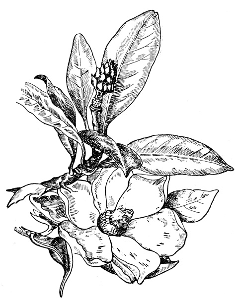 Рис. 43. Цветок и ветка магнолии