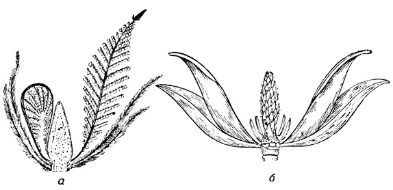 Рис. 44. Шишка ('цветок') беннетита (а): цветок магнолии (б) (часть органов удалена)