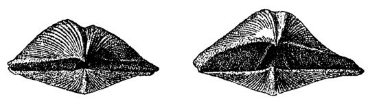 Рис. 3. Cyrtospirifer disjunctus Sow. Слева - узкоарейная форма из глин; справа - высокоарейная - из известняков. В. девон (свинордские сл.) Ленинградской обл. (колл. Р. Ф. Геккера)