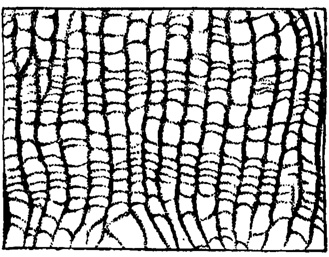 Рис. 6. Palaeofavosites mirus Sck. Чередование зон частых и редких днищ, отмечающее периодичность роста. Шлиф х 4. Силур Прибалтики (Соколов, 1951)