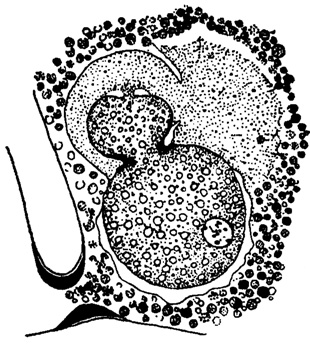 Рис. 3. Planorbulina mediterrnanensis Orbigny. Зародыш перед образованием третьей камеры; ложноножки играют роль плаценты, х 450 (Le Calvez, 1945)