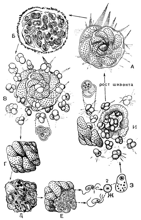 Рис. 5. Жизненный цикл Discorbis patelliformis Brady - пластогамный вид с трехжгутиковыми гаметами: А-В - шизогония; А - зрелый диплоидный и многоядерный шизонт с дискондальной раковиной и навиванием спирали вправо, с крупной начальной камерой (18 м в диаметре); Б - образование зародышей - мерозоитов с двукамерной и трехкамерной раковиной; В - рассеяние зародышей благодаря растворению брюшной стенки материнской раковины; одноядерные зародыши с крупной начальной камерой (16 м) начинают самостоятельно питаться. Г-И - гамогония: Г - слияние двух зрелых гамонтов - образование сигизия; каждый гамонт гаплоидный, одноядерный, с конической навитой влево раковиной, относительно малых размеров; Д - митозы гамогонин ядра каждого из гамонтов; растворение промежуточных стенок слившихся особей; Е, Ж - образование трехжгутиковых гамет (I), и их копуляция - образование зиготы (2); 3 - рост зиготы за счет поглощения не копулировавших гамет; видно ядро зиготы и погибающие ядра ассимилированных гамет; И - формирование молодых шизонтов в сизигии, их освобождение, деление ядра, образовавшегося при копуляции (Le Calvez, 1953)