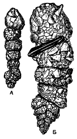 Рис. 8. Bigeneritia nodosaria Orbigny. А - мегасферическая особь; В - микросферическая особь. Обе раковины построены в основном из посторонних частиц различных размеров; обе гетероморфны (биморфны): начальный отдел каждой из них спирально-винтовой, двурядный, а поздний одноосный и однорядный (Rnumbler, 1911)