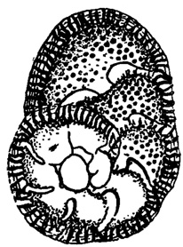 Рис. 10. Декальцинированная раковина Cibicides lobatulus (Walker et Jacob). Видна слоистая псевдохитиновая основа раковины, пронизанная поровыми канальцами, имеющими каждый собственную выстилку (Rhumbler, 1911)
