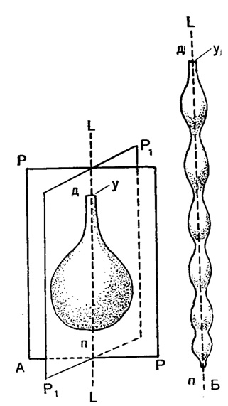 Рис. 12. Схема одноосных раковин: А - однокамерная - типа Lagena; Б - многокамерная - типа Nodosaria; LL - ось симметрии; РР, P1P1 - плоскости симметрии; п - проксимальный конец; д - дистальный конец; у - устье (Фурсенко, 1933)