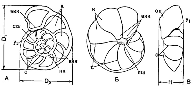 Рис. 18. Схема строения спирально-конической раковины Anomalina: А - со спинной (спиральной) стороны; Б - с брюшной (пупочной) стороны; В - с периферического края; D1 - наибольший диаметр; D2 - меньший диаметр; H - высота (толщина) раковины; вкк - внутренние концы камер; к - камеры; нк - начальная камера; пш - пупочная шишка; с - септальные швы; сп - септальная поверхность; сш - спиральный шов; y1-y2 - устье (Василенко, 1954)