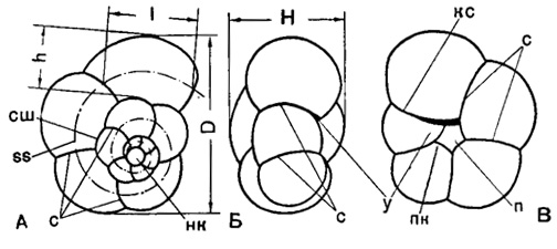 Рис. 19. Схема строения спирально-конической раковины Globigerinidae: А - со спинной (спиральной) стороны; Б - с периферического края; В - с брюшной (пупочной) стороны; D - диаметр (наибольший); H - высота; п - пупок; у - устье; h - ширина (высота) камеры; l - длина камеры; ss - спиральная ось раковины; кс - краевой септальный шов; нк - начальная камера; пк - пупочное окончание камеры; с - септальные швы; сш - спиральный шов (Субботина, 1953)
