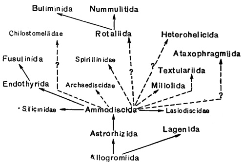 Рис. 24. Схема филогенетического развития отрядов и некоторых семейств фораминифер