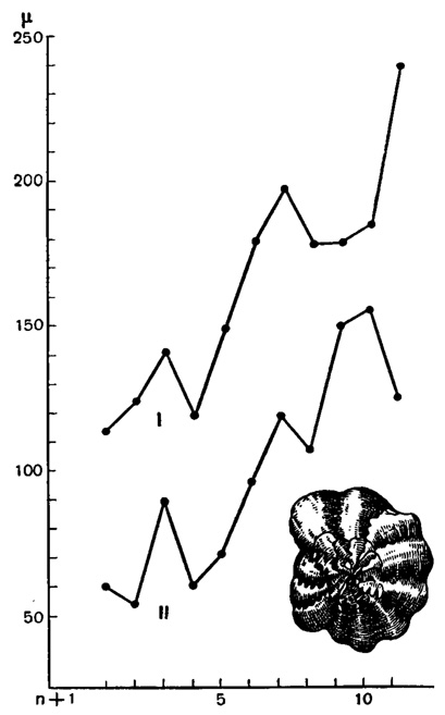 Рис. 32. Влияние периодического изменения солености на рост камер у Elphidium striato-punctatum (Fichtel et Moll). Кривые: I - для длины последовательных камер; II - для их высоты. Моментам понижения солености отвечают уменьшенные размеры камер (Rhumbler, 1911)