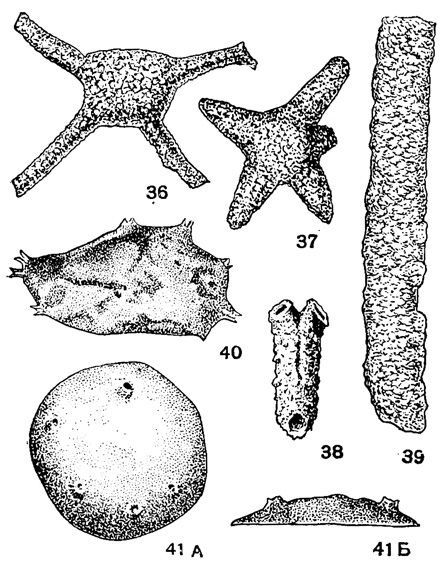 Рис. 36-41. Сем. Astrorhizidae. 36. Astrorhiza erralica Eisenack; внешний вид, X 66, ср. ордовик, Эстония (Eisenack, 1954). 37. Pseudoastrorhiza silurica Eisenack; внешний вид, х 54, в. ордовик, Эстония (Eisenack, 1932). 38. Rhabdammina abyssorum M. Sars; внешний вид сбоку, X 20, в. эоцен, Польша (Grzybowski, 1896). 39. Rhabdammina cylindrica Glaessner; внешний вид сбоку, X 23, палеоцен (эльбурганский горизонт), Кавказ, Кутаисский р-н (Субботина, 1950). 40. Ordovicina oligostoma Eisenack; внешний вид, X 75, ср. ордовик, Эстония (Eisenack, 1954). 41. А-Б. Archaeochitinia gotlandica Eisenack; внешний вид: А - сверху, Б - сбоку, X 140, в. ландовери, о-в Готланд (Eisenack, 1954)