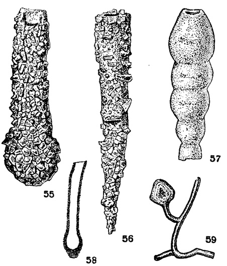 Рис. 55-59. Сем. Hyperamminidae (подсем. Hyperammininае, Dendrophryinae). 55. Hyperammlna elonga'a Brady; X 40, современный, С. Атлантика (Brady, 1878). 56. Jaculella acuta Brady; X 9, современный, Ю. Атлантика (Brady, 1879). 57. Hyperamminoides elegans (Cushman et Waters); X 35, карбон, С. Америка (Pokorny, 1954). 58. Earlandia elegans (Rauser et Reitllnger); продольное сечение раковины, X 100, живетский ярус. Урал (Е. В. Быкова, 1955). 59. Chitinodendron bacciferum Eisenack; X 60, силур, Прибалтика (Cushman, 1948)