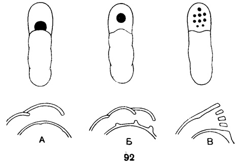 Рис. 92. А-В. Типы строения устья (схема): верхний ряд - вид с периферии, со стороны устьевой поверхности; нижний ряд - медианные сечения соответствующих раковин; А - простое устье в основании устьевой поверхности (базальное или интерно-маргинальное устье); Б - округлое устье на середине устьевой поверхности (ареальное устье); В - сложное ситовидное устье (Дайн, 1953)