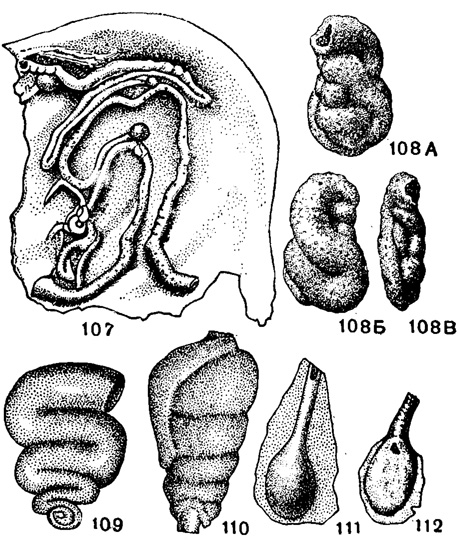 Рис. 107-112. Сем. Ammodiscidae (подсем. Tolypammininae). 107. Tolypammina vagans (Н. В. Brady); внешний вид, на субстрате - обломке раковины моллюска, X 15, современный, Атлантический океан (Brady, 1879). 108. А-В. Tolypammina cretacea Daln; внешний вид с разных сторон, х 72, неоком, Ульяновская обл. (колл. Л. Г. Дайн). 109. Ammovertella inversa (Schellwien); внешний вид сбоку, X 100, в. карбон, Карннйские Альпы (Schellwien, 1898). 110. Trepeilopsis grandis (Cushman et Waters); внешний вид, X 25, пенсильванская система, Техас (Cushman and Waters, 1927). 111. Ammotagena clavala (Jones et Parker); внешний вид раковины, прикрепленной к субстрату, Х 25, современный, Средиземное море (lones and Parker, 1860). 112. Xenotheka klinostoma Eisenack; раковина в проходящем свете, X 30, силур, Прибалтика (Eisenack, 1937)