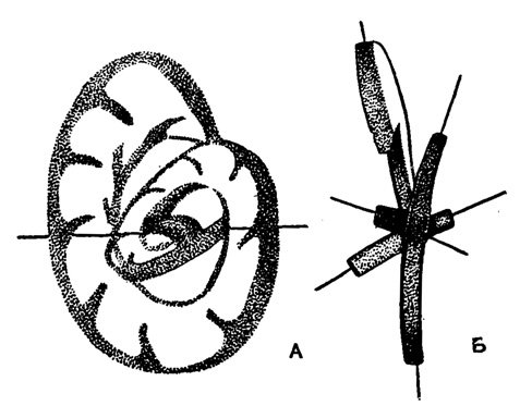 Рис. 150. А-Б. Схематическое изображение плектогироидной спирали (Scott H. W., E. Zeller and D. N. Zeller, 1947)